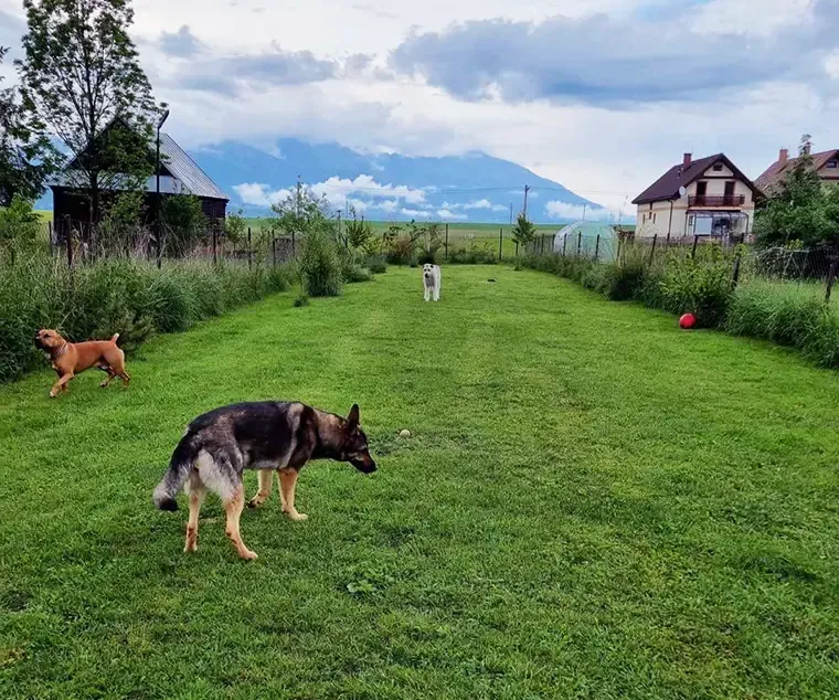 Psy behajú vo veľkom trávnatom výbehu s výhľadom na Tatry